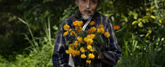 Como florece el Día de Muertos (4)