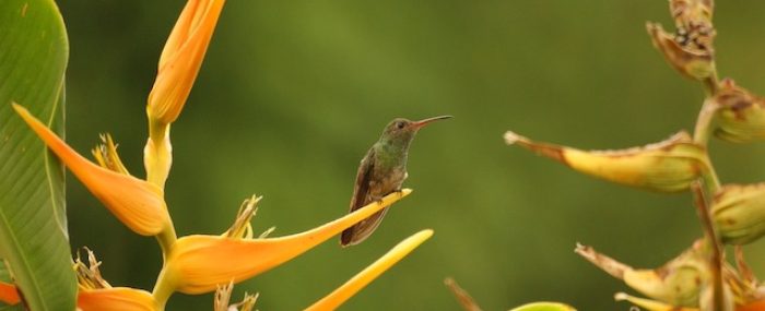 Quindio Nature Colombia Birds Armenia
