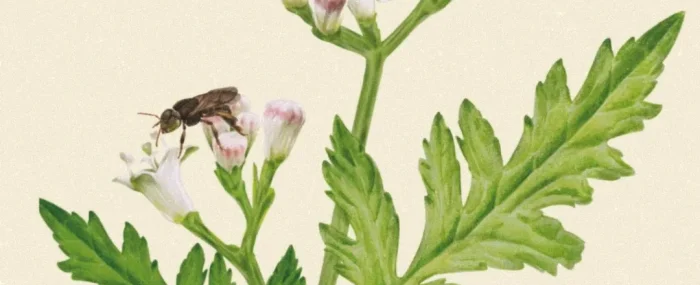 Taller ilustración botánica-1